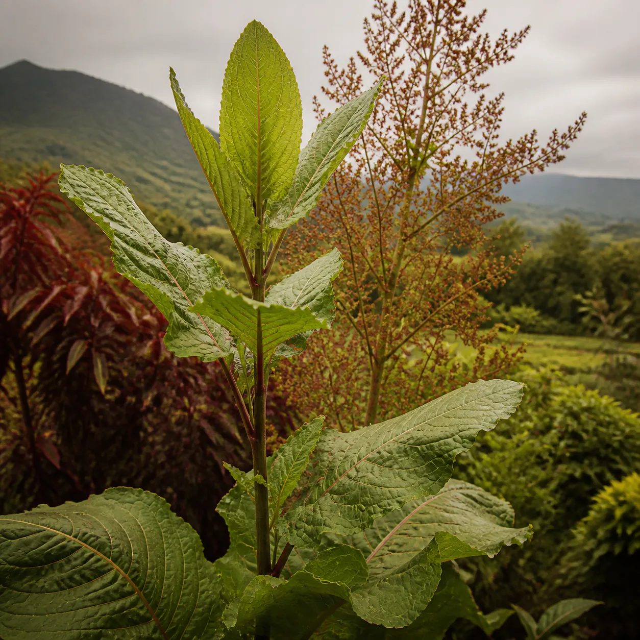 Tall African dock with broad green leaves and an airy seed panicle